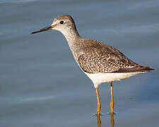 Lesser Yellowlegs