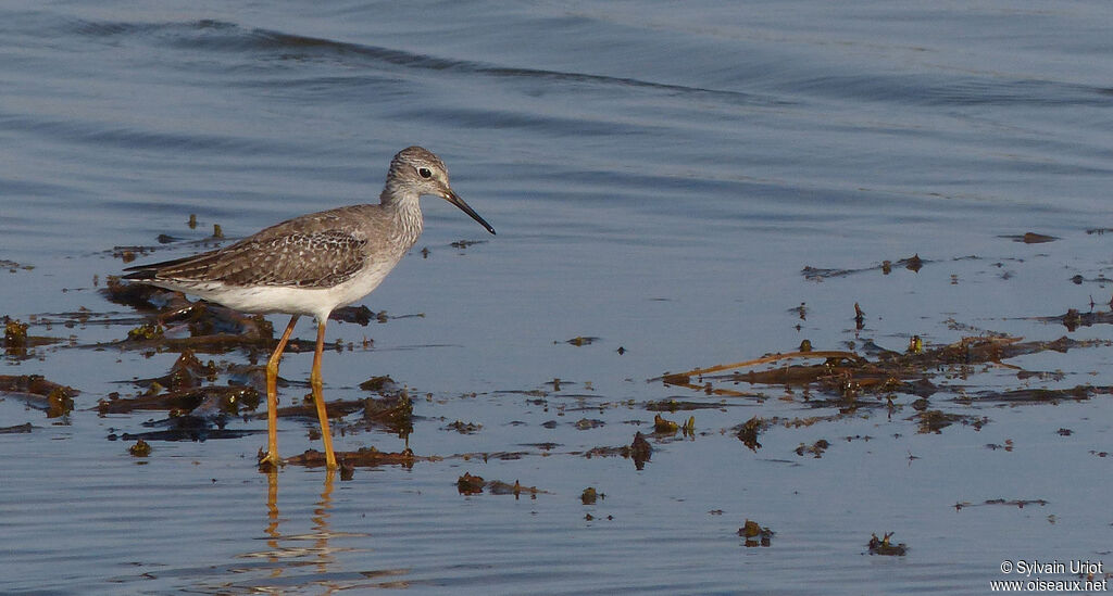 Lesser Yellowlegs