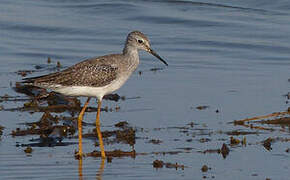 Lesser Yellowlegs