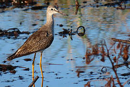 Lesser Yellowlegs