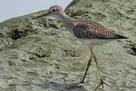 Lesser Yellowlegs