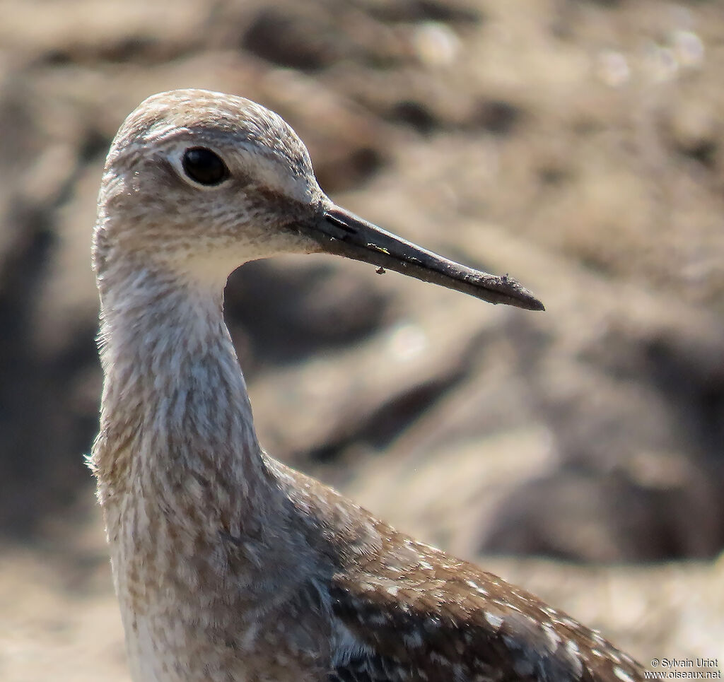 Lesser Yellowlegs