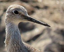 Lesser Yellowlegs