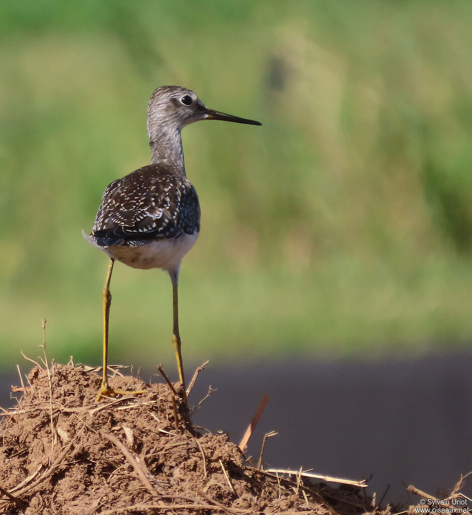 Lesser Yellowlegs