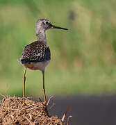 Lesser Yellowlegs