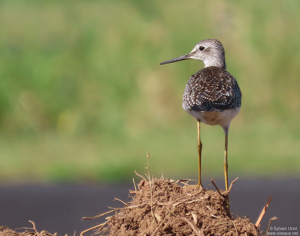 Lesser Yellowlegs