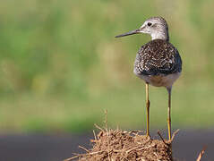 Lesser Yellowlegs