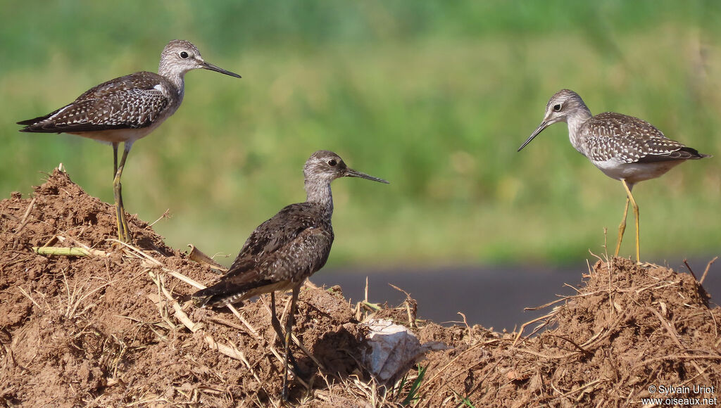 Lesser Yellowlegs