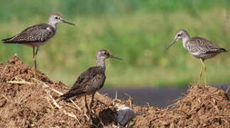 Lesser Yellowlegs