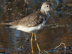 Lesser Yellowlegs