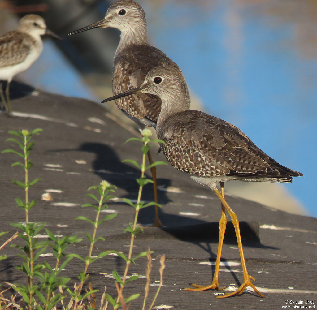 Lesser Yellowlegsadult