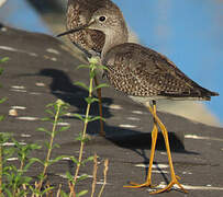 Lesser Yellowlegs