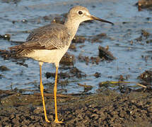 Lesser Yellowlegs