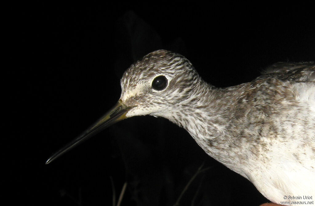 Lesser Yellowlegs