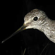 Lesser Yellowlegs