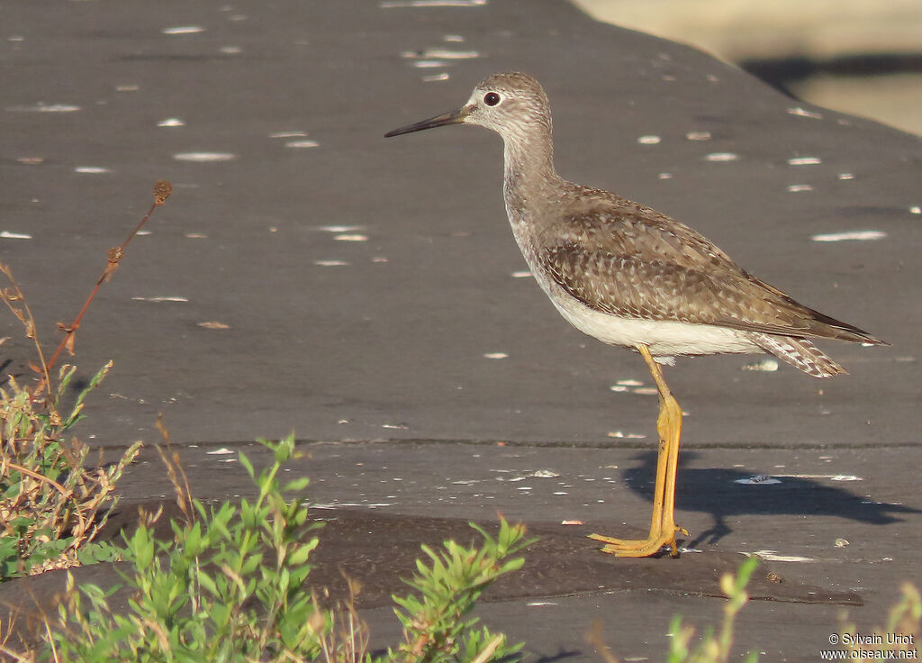 Lesser Yellowlegsadult post breeding