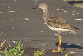 Lesser Yellowlegs