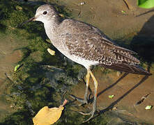 Lesser Yellowlegs