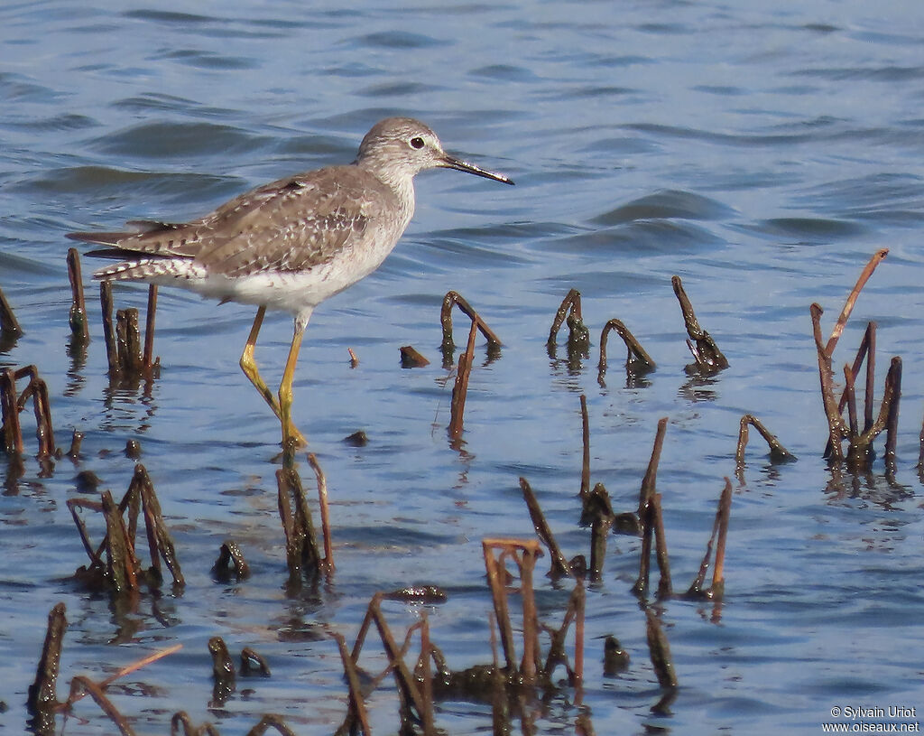 Lesser Yellowlegsadult post breeding