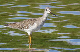 Lesser Yellowlegs