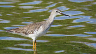 Lesser Yellowlegs