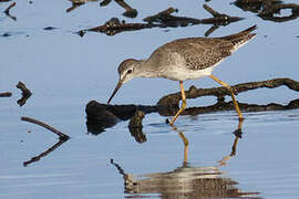 Lesser Yellowlegs