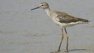 Lesser Yellowlegs