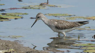 Lesser Yellowlegs