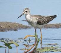 Lesser Yellowlegs