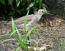 Lesser Yellowlegs