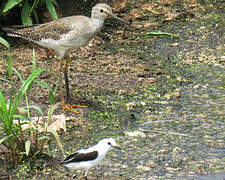 Lesser Yellowlegs