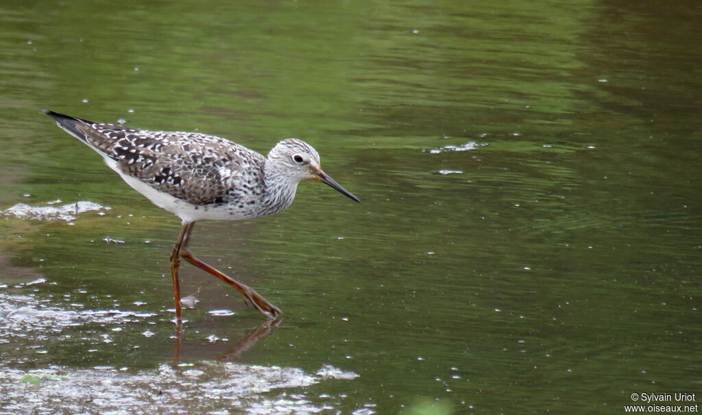 Lesser Yellowlegsadult breeding