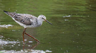 Lesser Yellowlegs