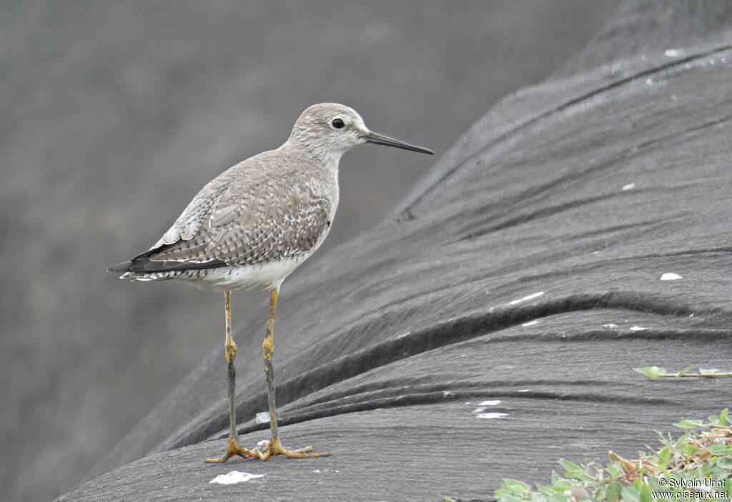 Lesser Yellowlegs