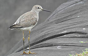 Lesser Yellowlegs