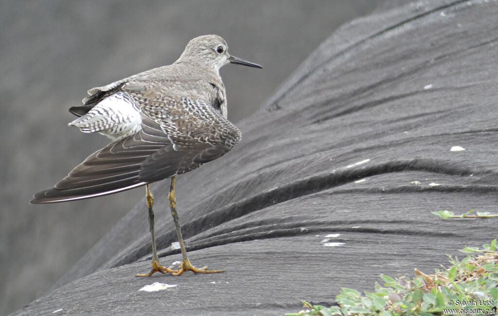 Lesser Yellowlegs