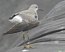 Lesser Yellowlegs