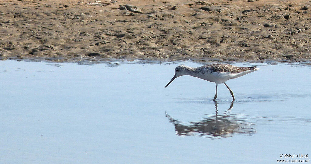 Common Greenshank