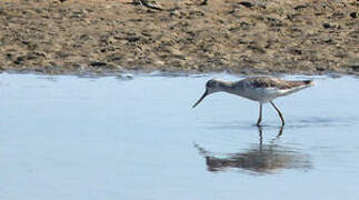 Common Greenshank