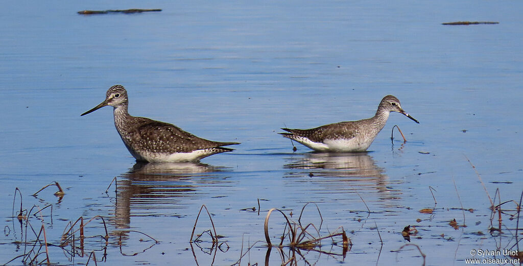 Greater Yellowlegs