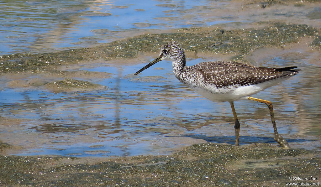 Greater Yellowlegs