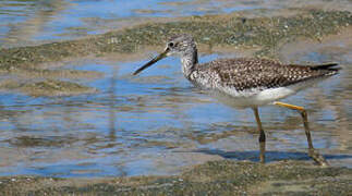 Greater Yellowlegs