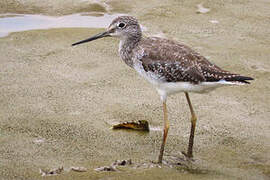 Greater Yellowlegs