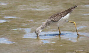 Greater Yellowlegs