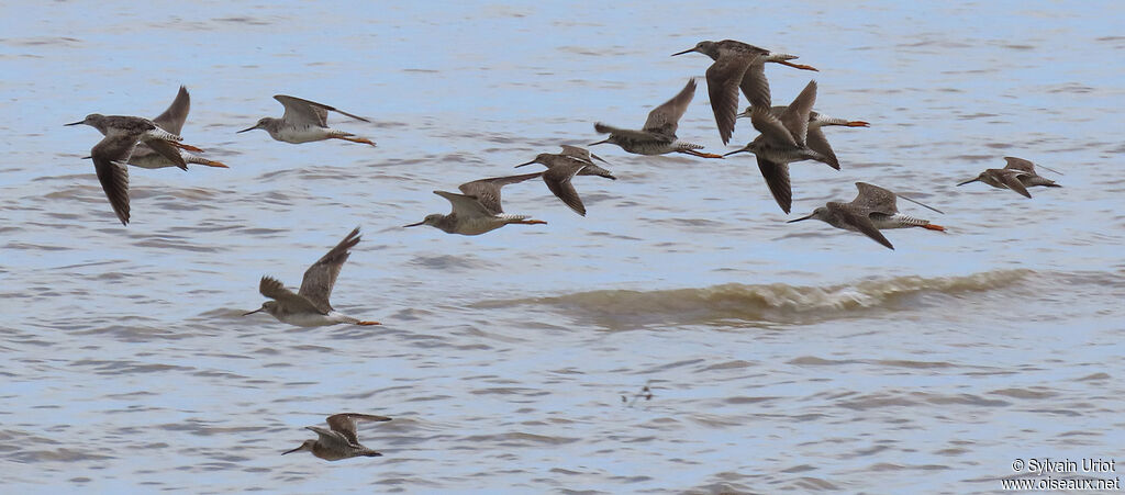 Greater Yellowlegs