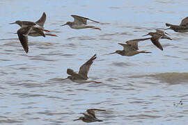 Greater Yellowlegs