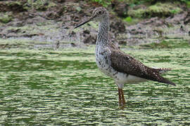 Greater Yellowlegs