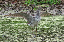 Greater Yellowlegs