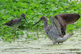 Greater Yellowlegs