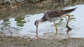 Greater Yellowlegs